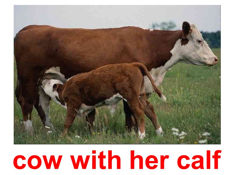 cow with her calf